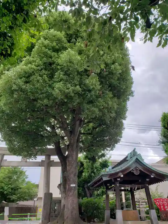 麻布氷川神社の自然