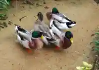 笑山寺(山口県)