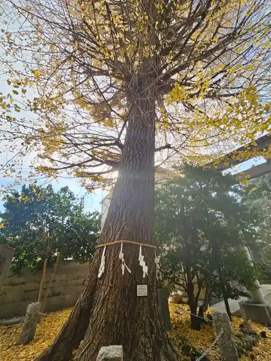 一山神社の自然