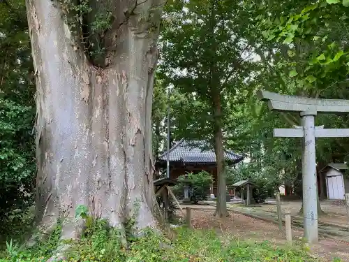 六所神社の自然