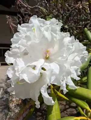 豊顕寺(神奈川県)