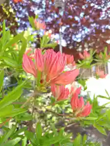 厚別神社(北海道)(2023年05月18日(木) 09時22分47秒投稿)