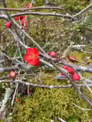 三室戸寺の自然