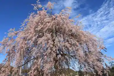 法蔵寺の自然