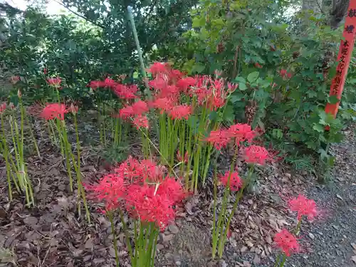 山田八幡神社の自然