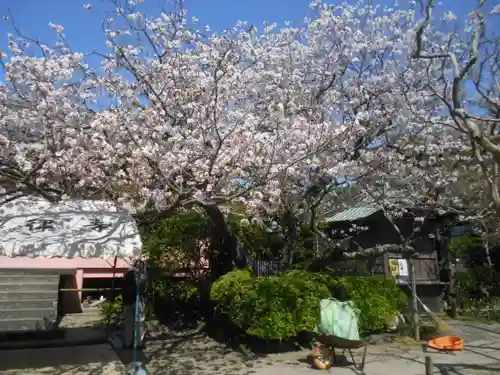 極楽寺（霊鷲山感應院極楽律寺）の自然