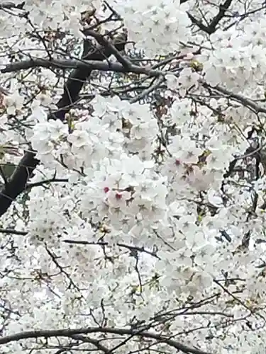 武蔵一宮氷川神社(埼玉県)