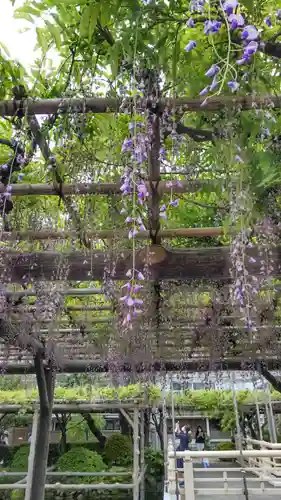 亀戸天神社の庭園