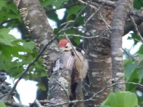 留辺蘂神社の動物