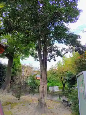 竹生島神社の自然