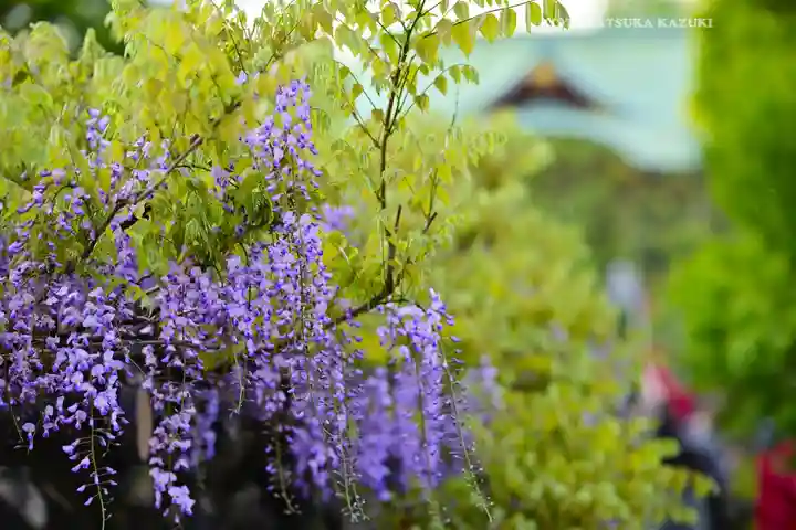 亀戸天神社の自然