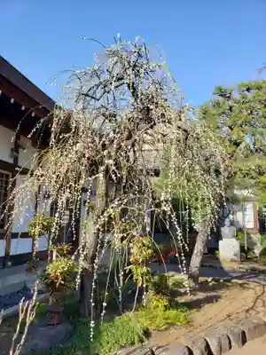瑞円寺の庭園
