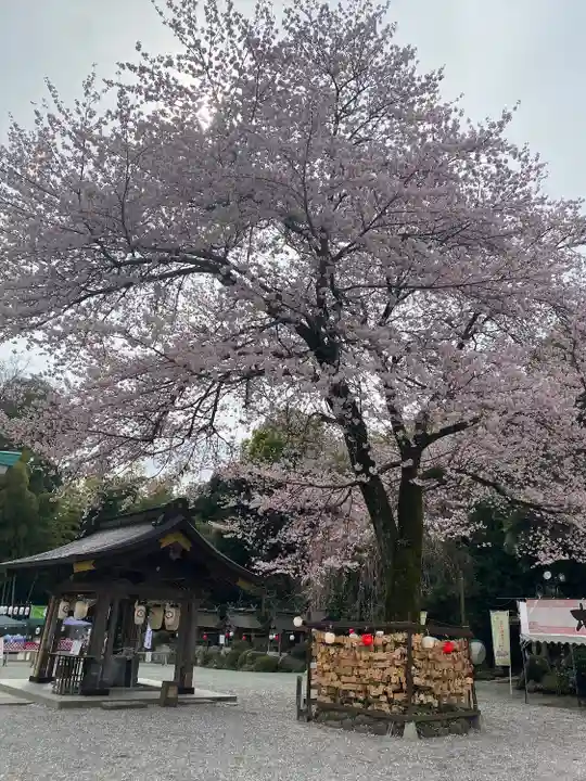 出雲大社相模分祠の自然
