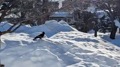 旭川別院の動物