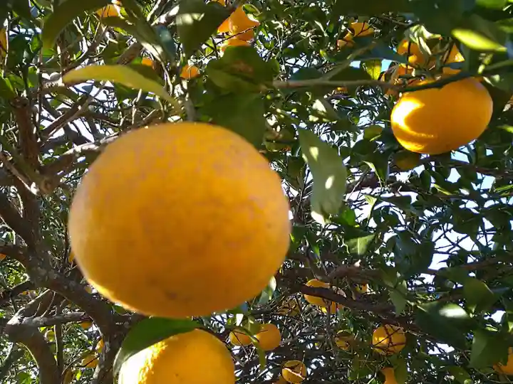 素盞嗚神社(静岡県)