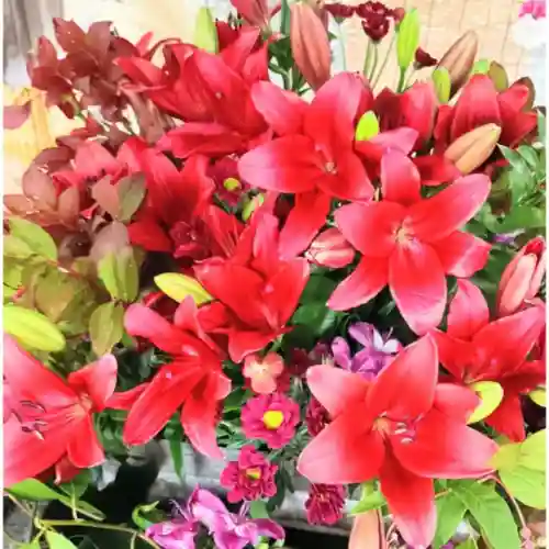 彌彦神社　(伊夜日子神社)(北海道)