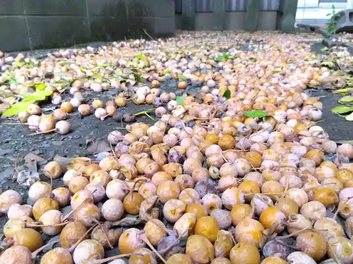杉杜白髭神社(福井県)