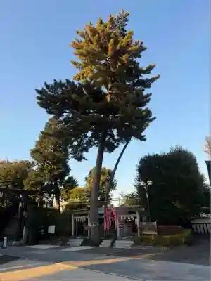 中野沼袋氷川神社(東京都)