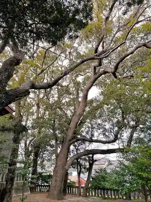 岐佐神社の自然