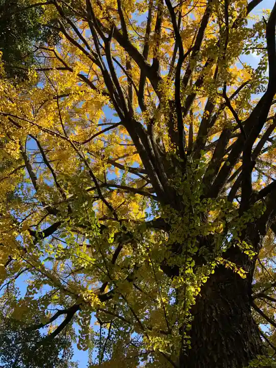田無神社の自然