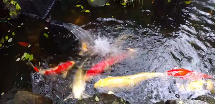 吉原弁財天本宮(吉原神社奥宮)の動物