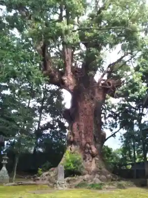 川津来宮神社の{uncategorized: "未分類", other: "その他", undefined: "問題あり", building: "その他建物", grave: "お墓", sacred_gate: "鳥居", guardian: "狛犬", statue: "像", buddha: "仏像", history: "歴史", nature: "自然", garden: "庭園", animal: "動物", pagoda: "塔", temizu: "手水舎", mountain_gate: "山門・神門", sanctuary: "本殿・本堂", subordinate: "末社・摂社", art: "芸術", scenery: "景色", jizo: "地蔵", ema: "絵馬", goshuin: "御朱印", omikuji: "おみくじ", items: "授与品その他", amulet: "お守り", goshuincho: "御朱印帳", eats: "食事", festival: "お祭り", votive_dance: "神楽", shichigosan: "七五三参", wedding: "結婚式", experience: "体験その他", initially: "初詣", around: "周辺", anti_infection: "感染症対策"}