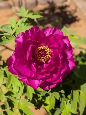 愛染院(東京都)