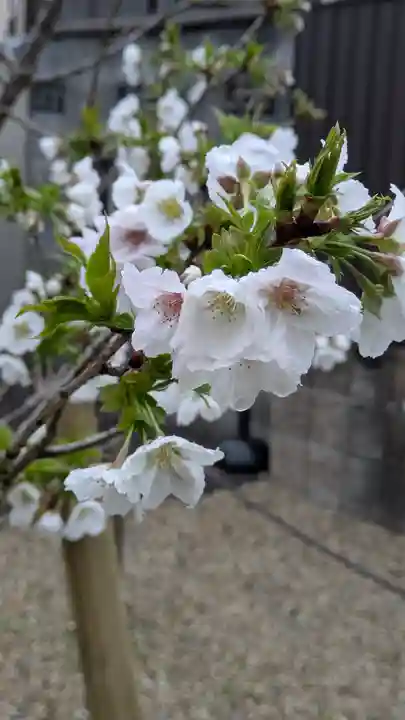 墨染寺(桜寺)(京都府)