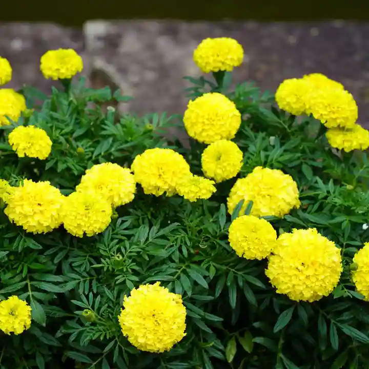 神炊館神社 ⁂奥州須賀川総鎮守⁂の庭園