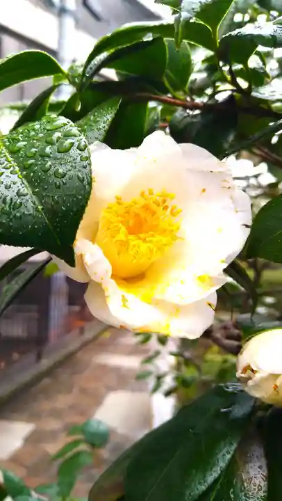 大巧寺(神奈川県)