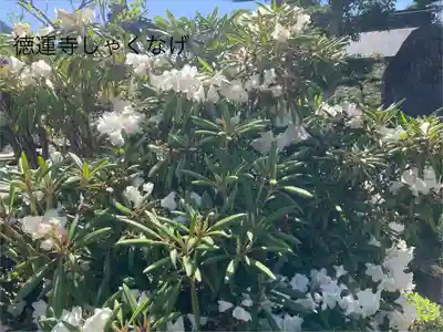 徳運寺(長野県)