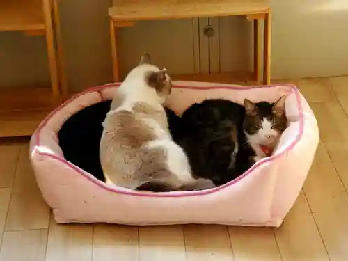 下野大師華蔵寺の動物