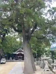 三島神社の自然