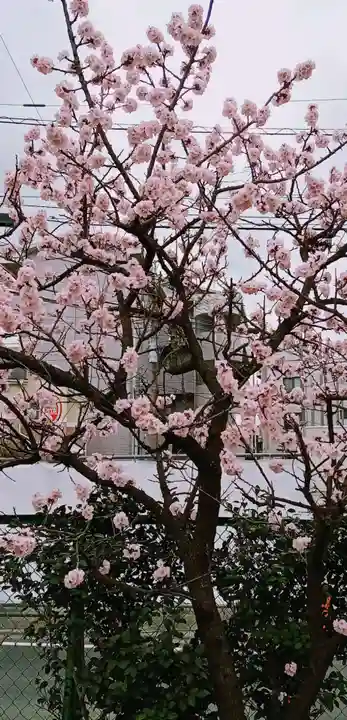 厳嶋神社の自然