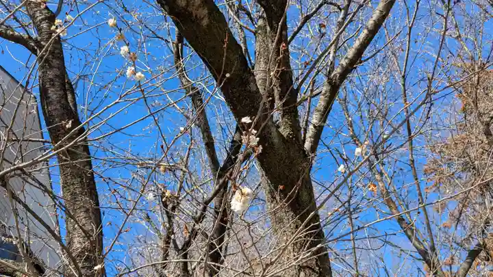 歓喜院本坊の自然