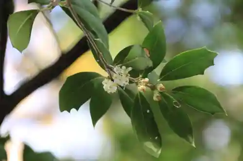 阿久津「田村神社」（郡山市阿久津町）旧社名：伊豆箱根三嶋三社の自然