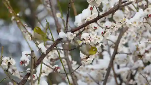 牛嶋天満宮の動物