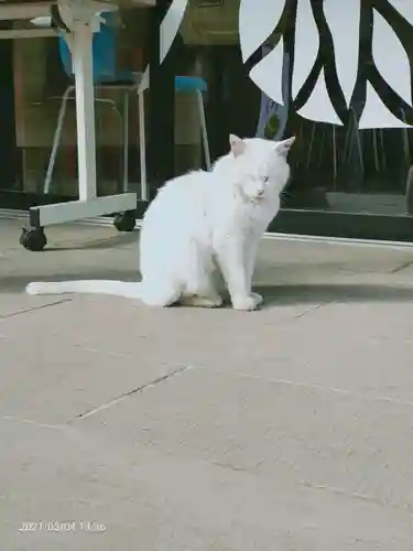 愛宕神社の動物