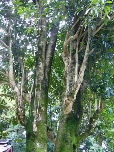 日吉大社の自然