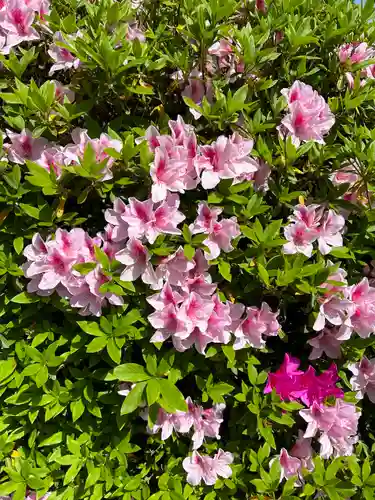 櫻木神社(千葉県)