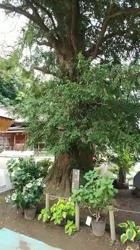 瀬戸神社の自然