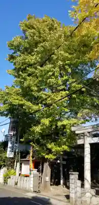 於玉稲荷神社の自然