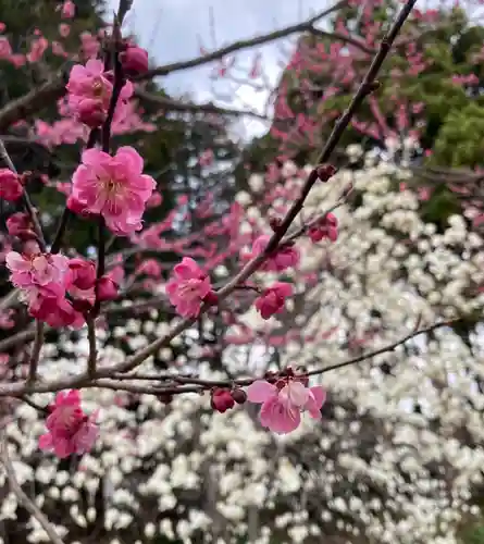 北海道神宮の自然