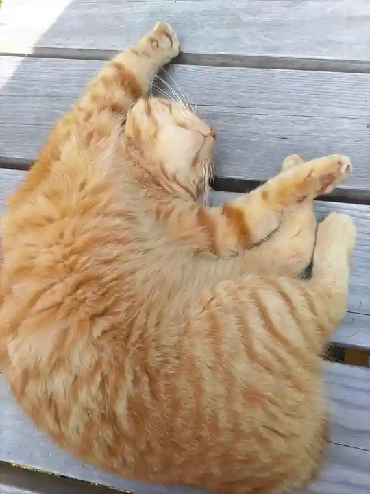 小松寺(千葉県)