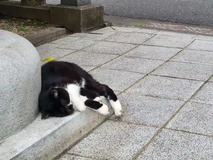 蔵前神社の動物