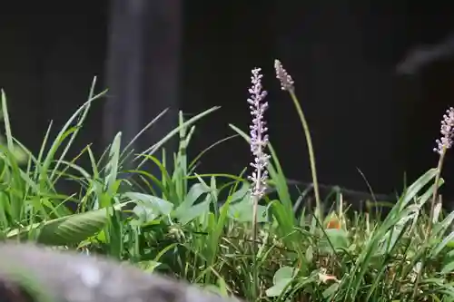 愛宕神社の自然
