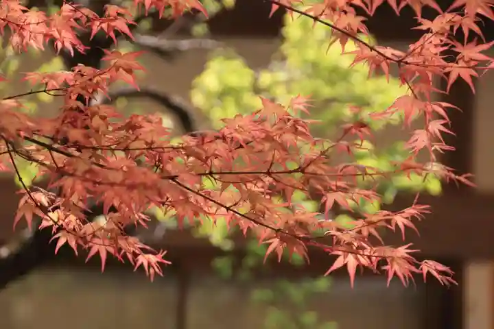 鹿島大神宮の自然