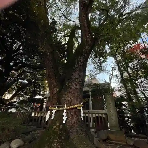 乃木神社の自然