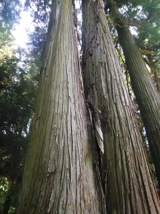 鹿島大神宮の自然