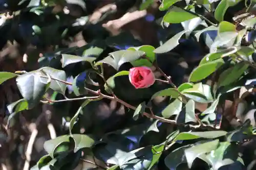 多賀神社の自然